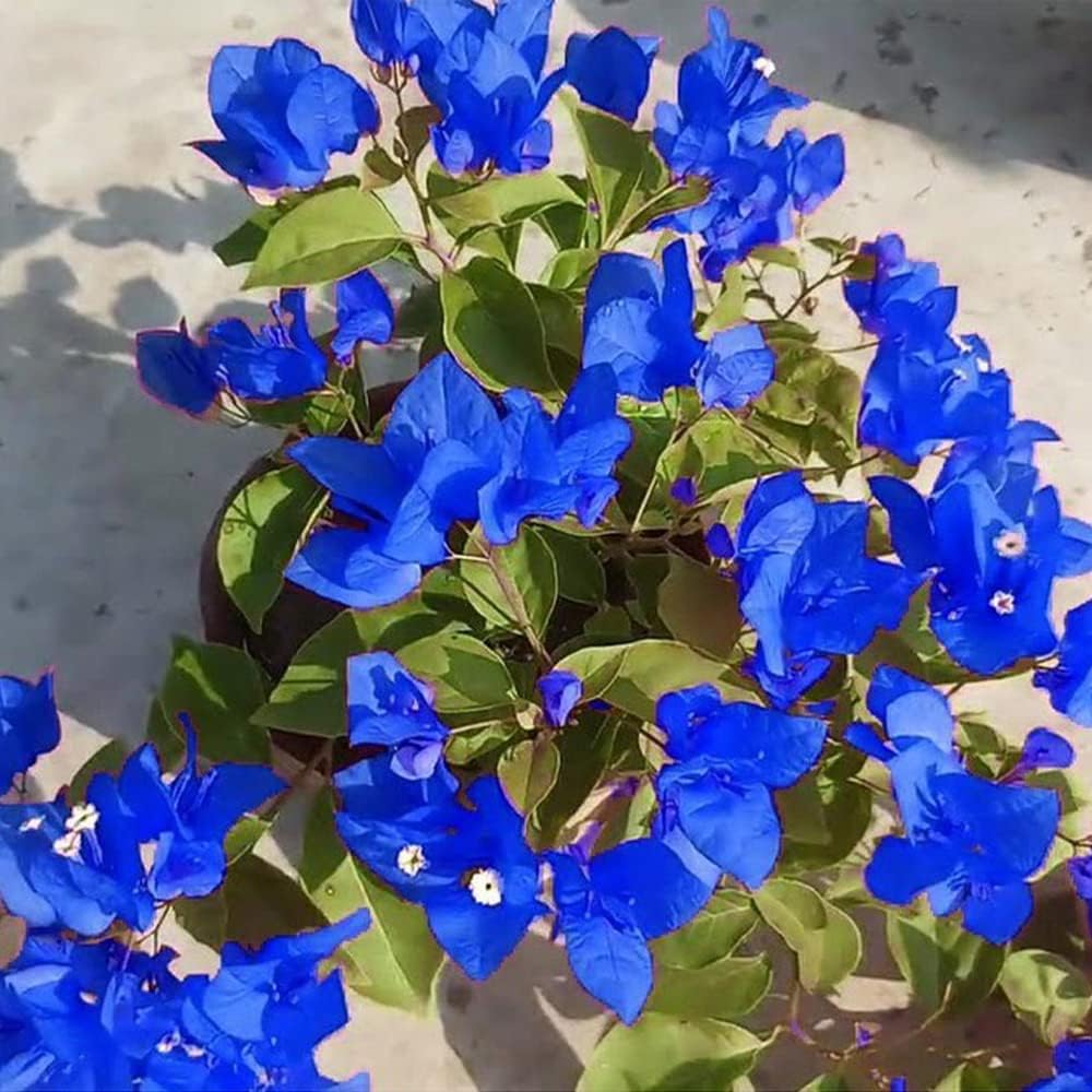 Bougainvillea Seedling Growth Guide Blue Variety