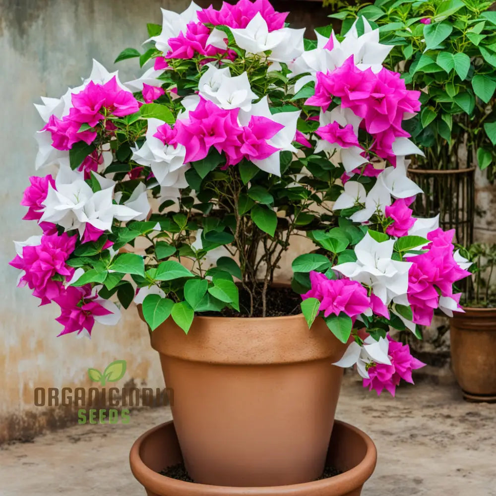 White Pink Bougainvillea Climbing on Garden Trellis