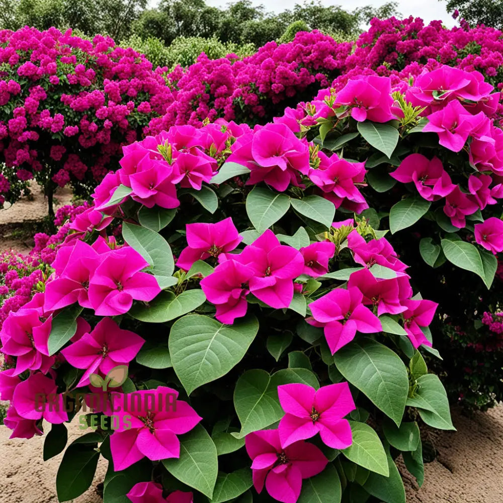 Close-Up of Dark Pink Bougainvillea Flowers