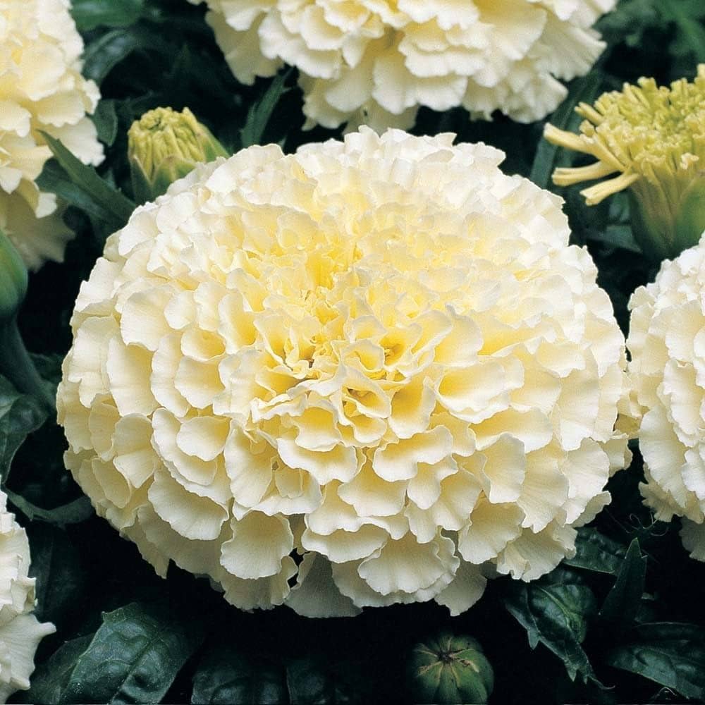 White marigold seeds perfect for bouquets and arrangements