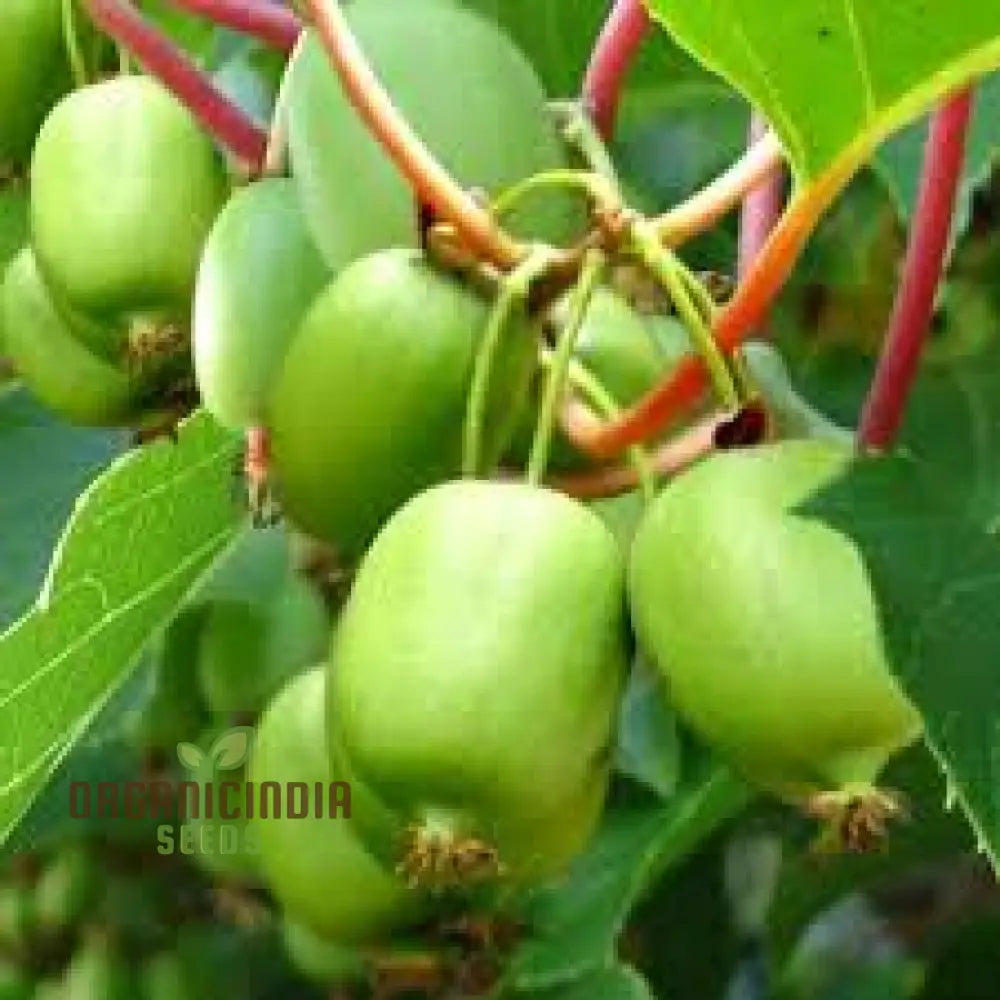 Bower Kiwi Vine Growing on Trellis – Actinidia arguta Seeds