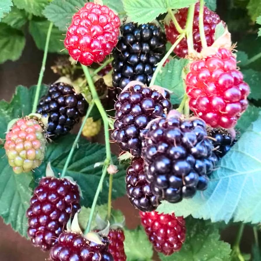 Boysenberry seeds for planting sweet hybrid berry vines