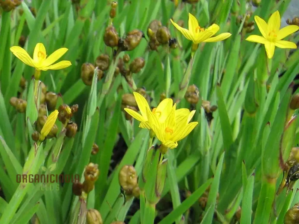 Brachypus seeds sprouting into healthy seedlings