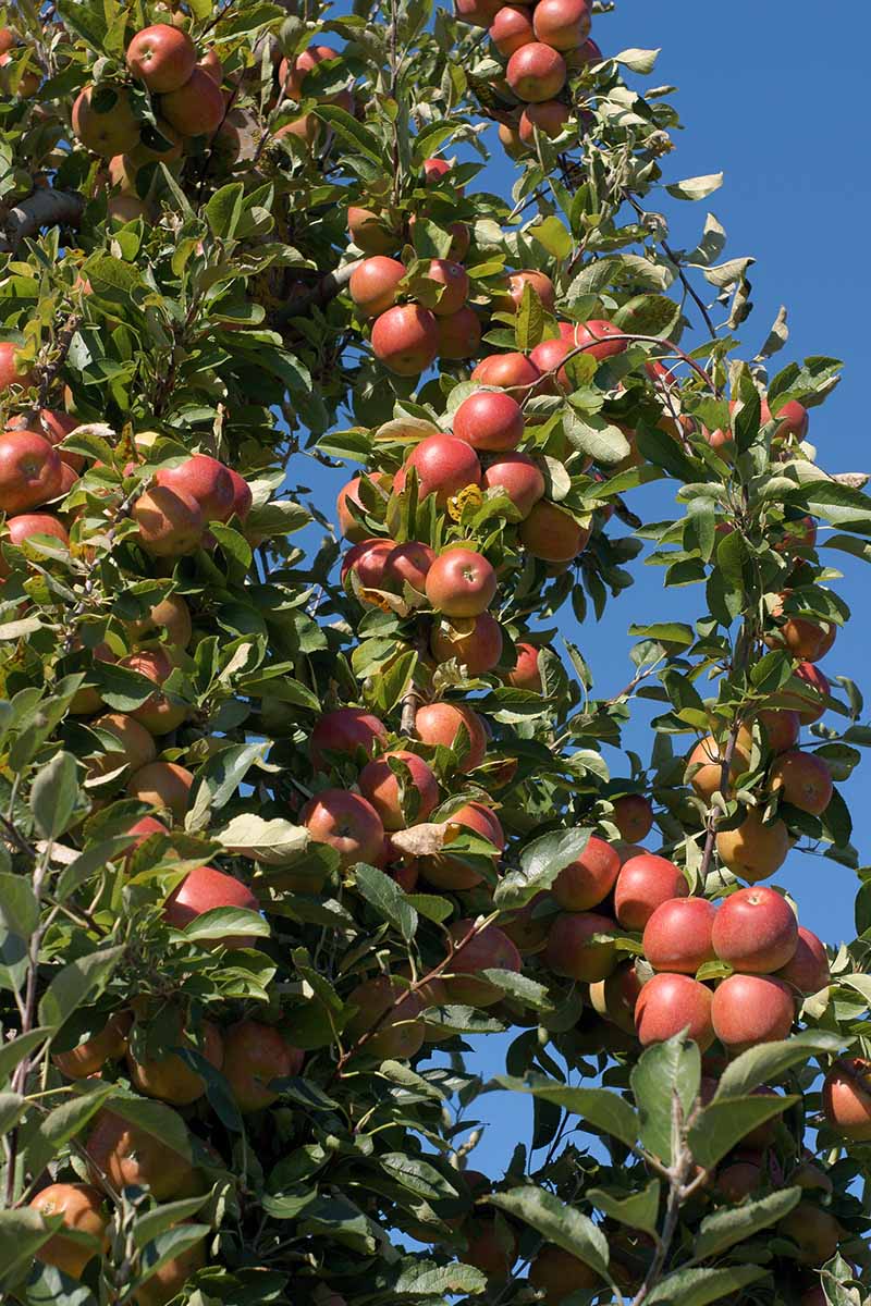 Braeburn apple tree bearing sweet tart red apples