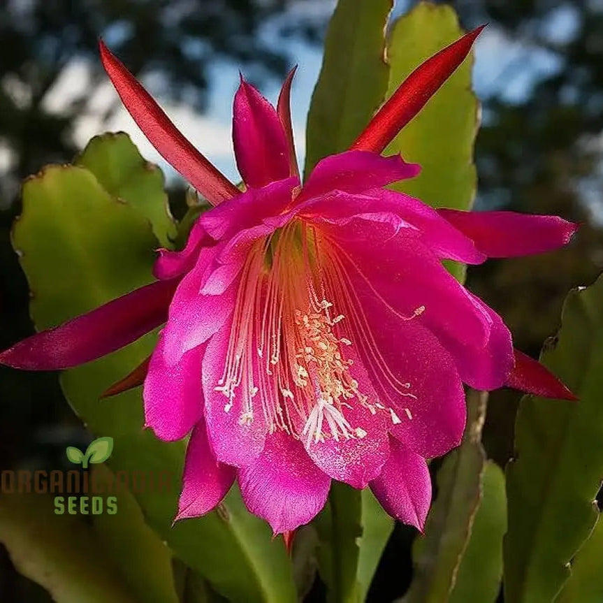 Brahma Kamal Flower Plant Seeds (Queen Of The Night) Saussurea Obvallata For Home Garden Lawn -