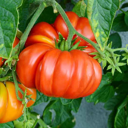 Brandywine Tomato Seeds Heirloom Juicy Flavorful Variety