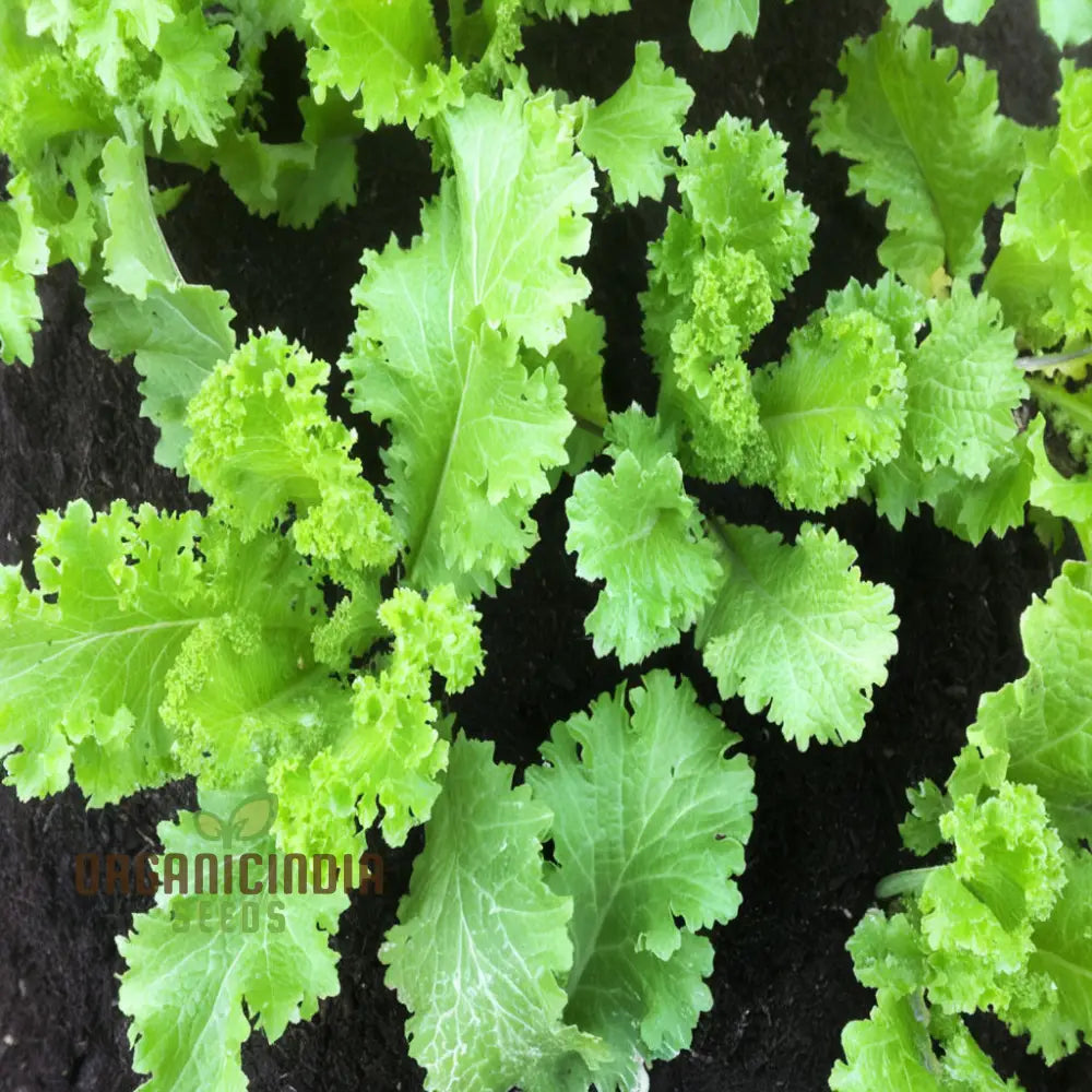 Zesty Brassica Bounty Juncea Mustard Seeds for Home Garden