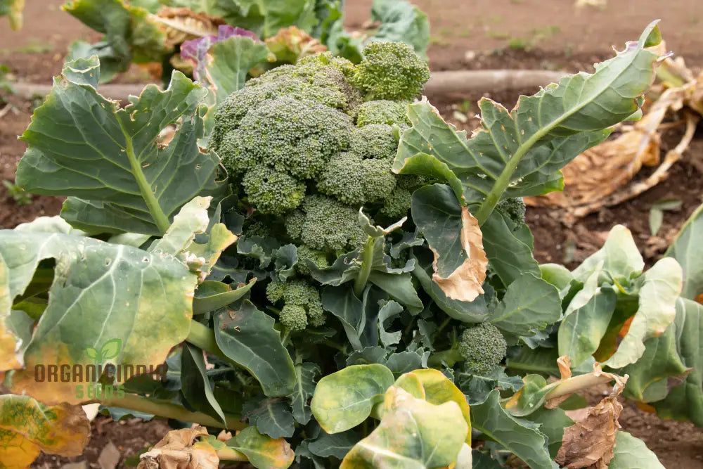 Mature Brassica Plant Grown from Quality Seeds