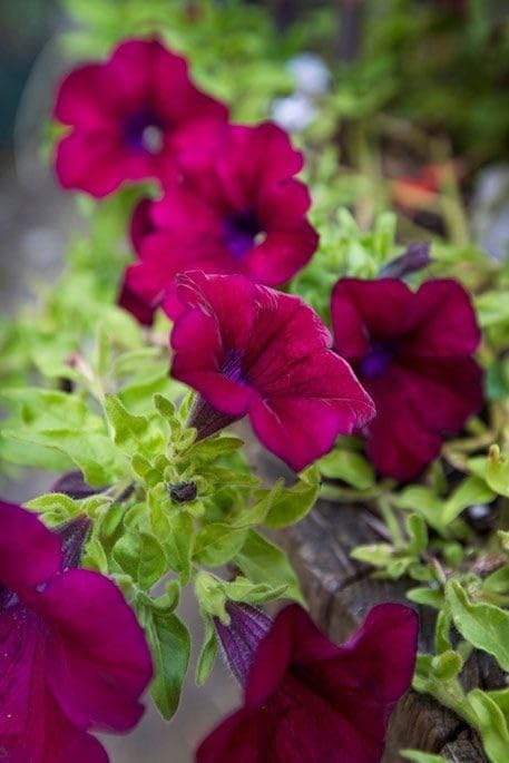 Petunia Seeds with Magenta Blooms for Garden Beds