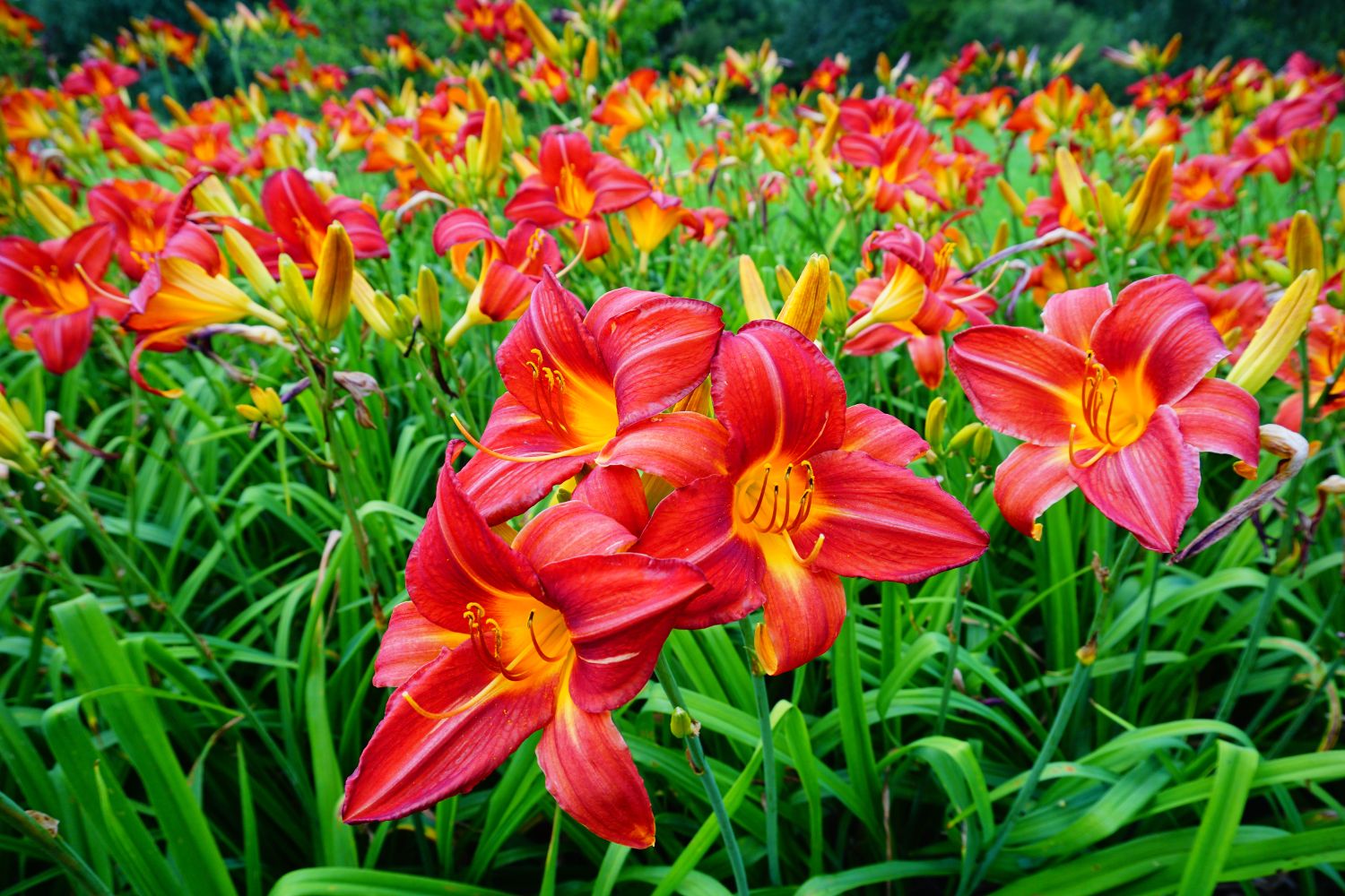Bright Orange Hemerocallis Seeds for Colorful Summer Gardens