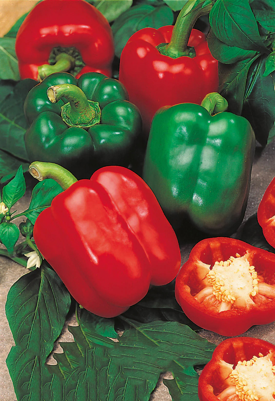 Harvested Bright Red Paprika Peppers from Seeds, Sweet and Flavorful