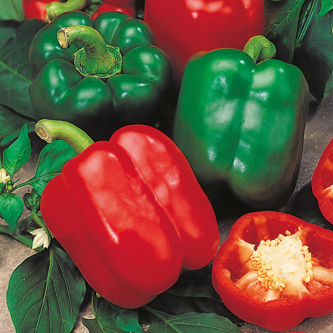 Bright Red Paprika Pepper Seeds for Home Garden, Sweet Culinary Peppers