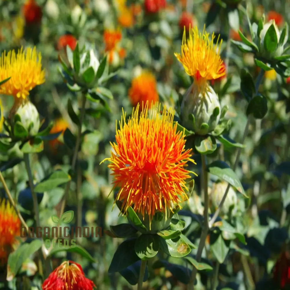 Close-up of vibrant orange, red, and yellow Safflower blooms