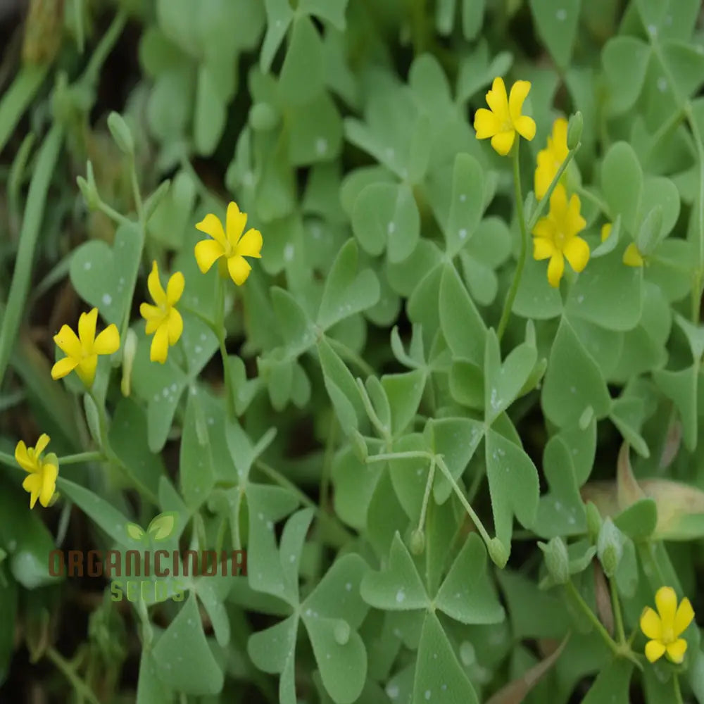 Bright Yellow Sorrel Flower Seeds for Home Garden Planting