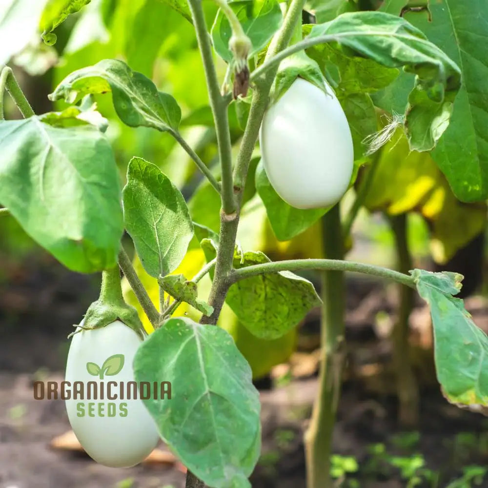 White Brinjal F1 Seeds Packet, Hybrid Non-GMO Eggplant Seeds for Planting