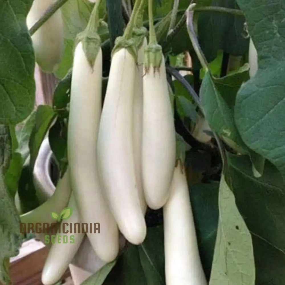 Mature White Long Hybrid Brinjal Plant from Seeds, High-Yield Vegetable