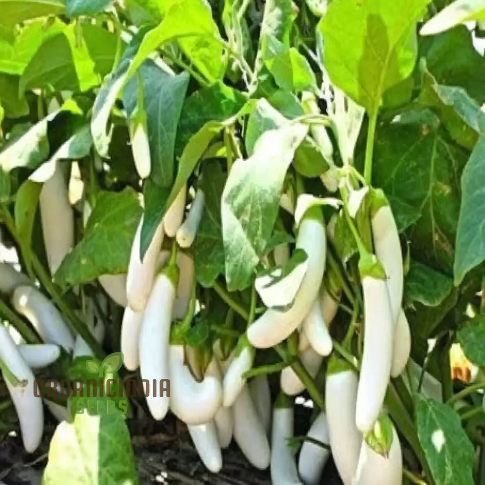 White Long Hybrid Brinjal Seeds for Home Garden, High-Yield Eggplant Seeds