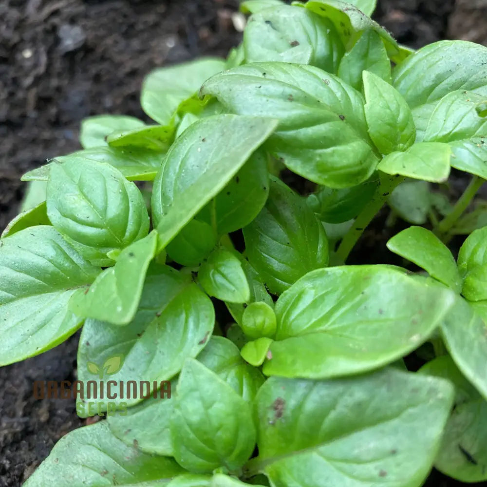 British Basil Seeds for Indoor Herb Garden and Kitchen Pots