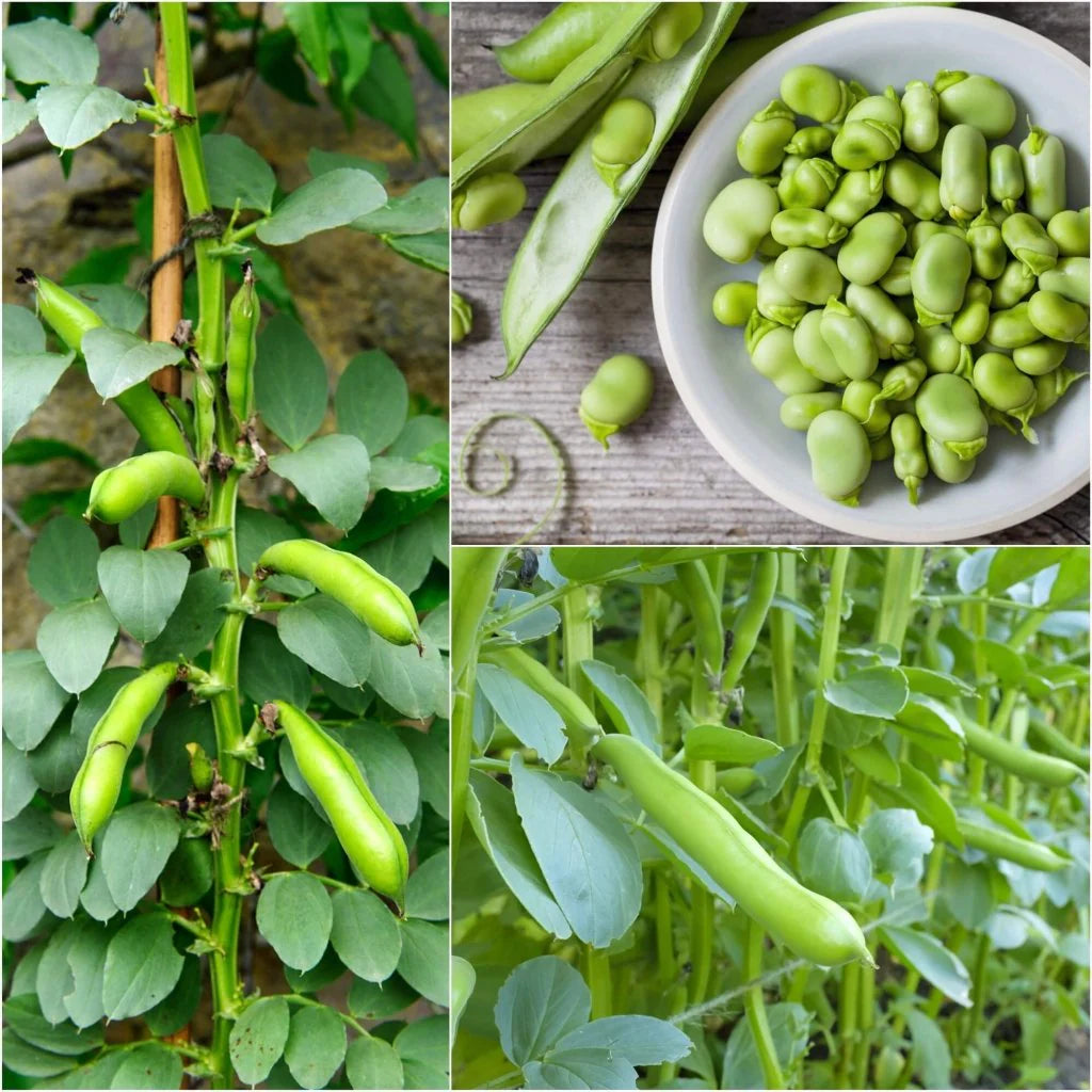 Harvested Broad Bean Crimson Pods, Fresh Fava Beans