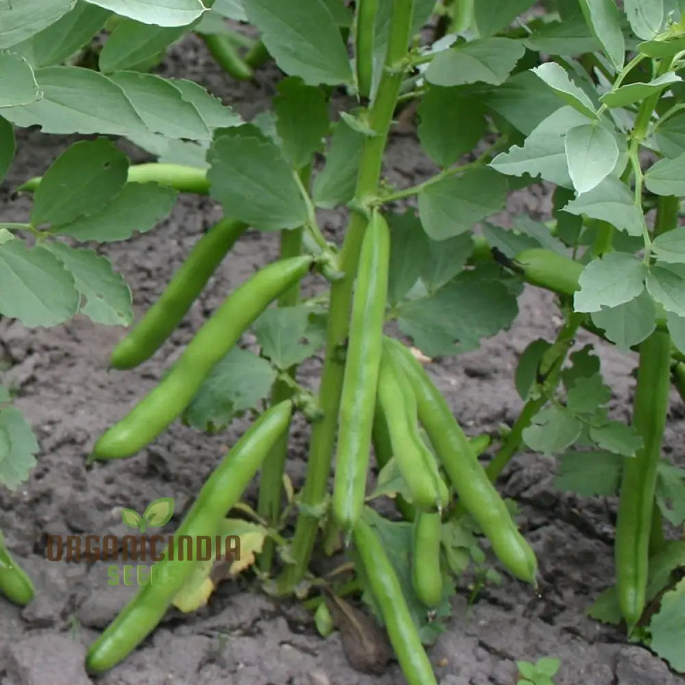 Broad Bean Crimson Plant with Red Flowers and Green Pods