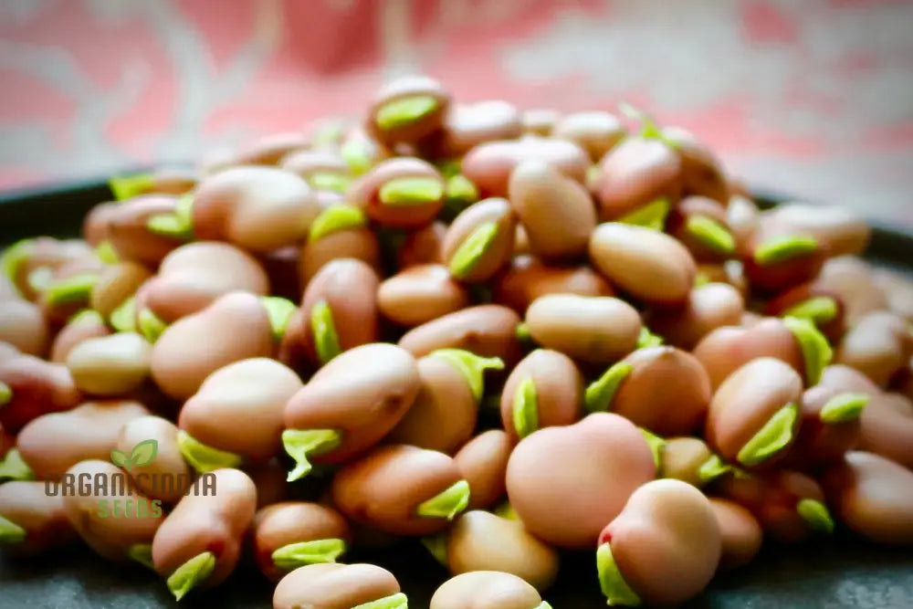 Fresh Broad Bean Karmazyn Pods from Seeds, Tender and Flavorful