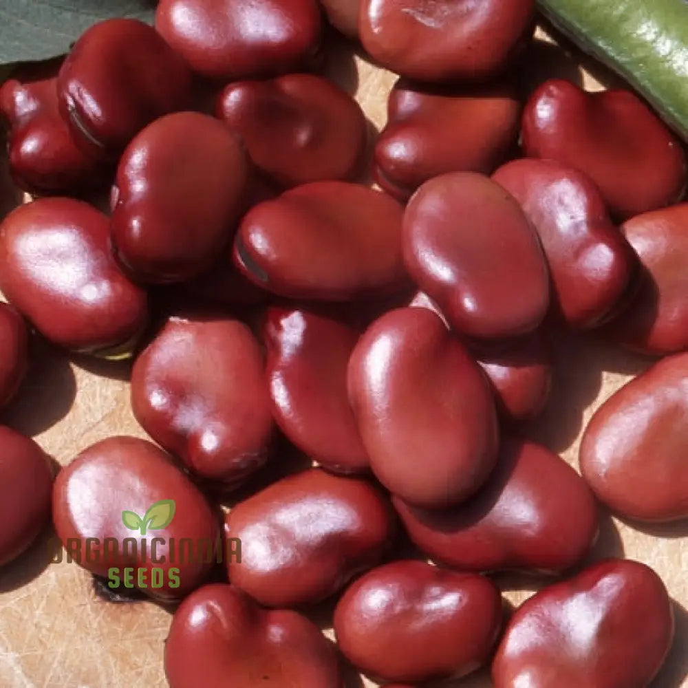 Mature Broad Bean Plant from Red Epicure Seeds, Nutritious Legume Plant