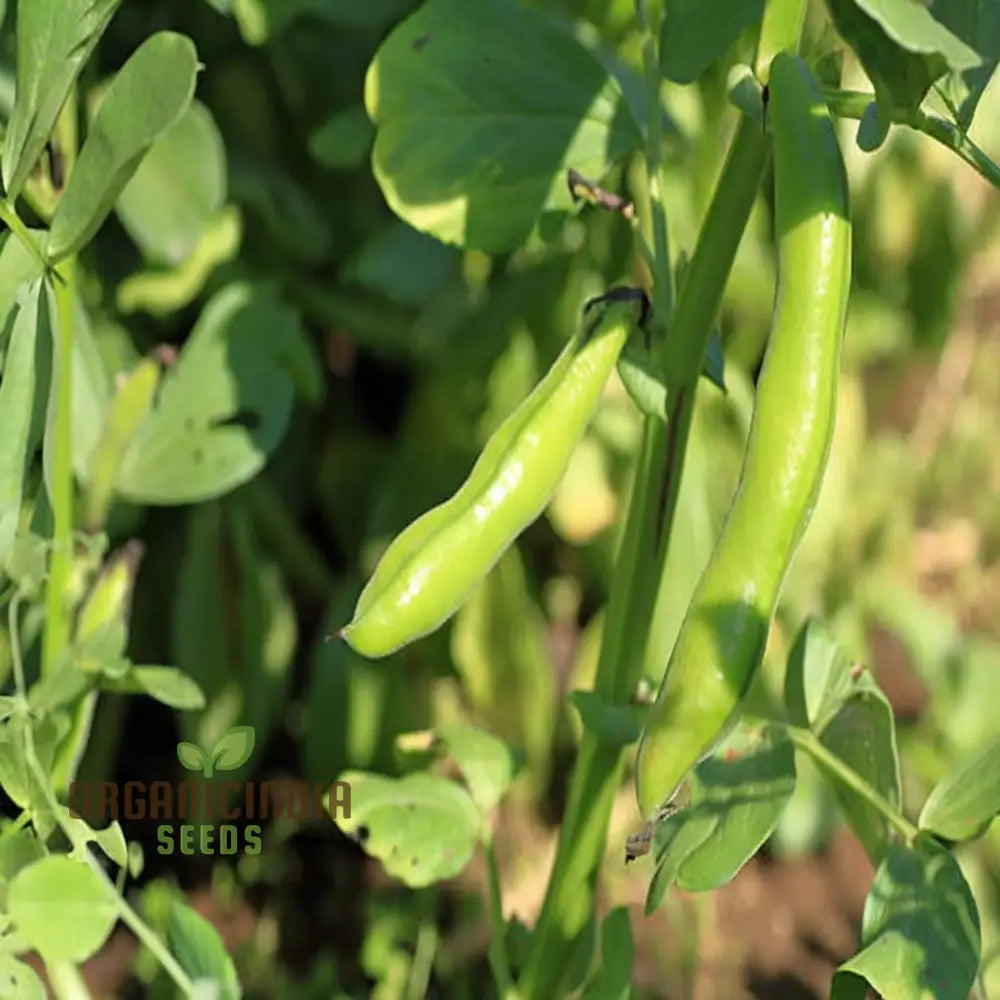 Fresh Broad Bean Pods from Seeds, Nutritious Homegrown Beans