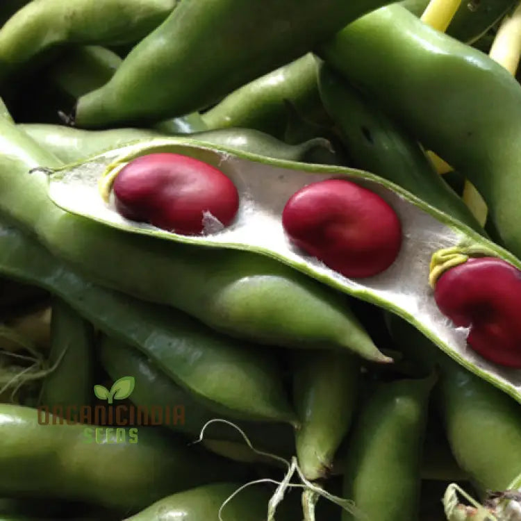 Healthy Red Epicure Broad Bean Pods from Seeds, High-Yield Vegetable Plant