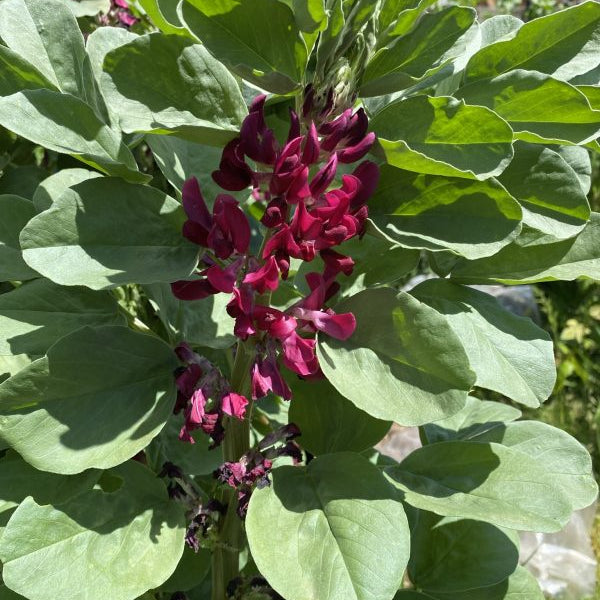 Red Epicure Broad Bean Seeds for Home Garden, High-Yield Vegetable Seeds