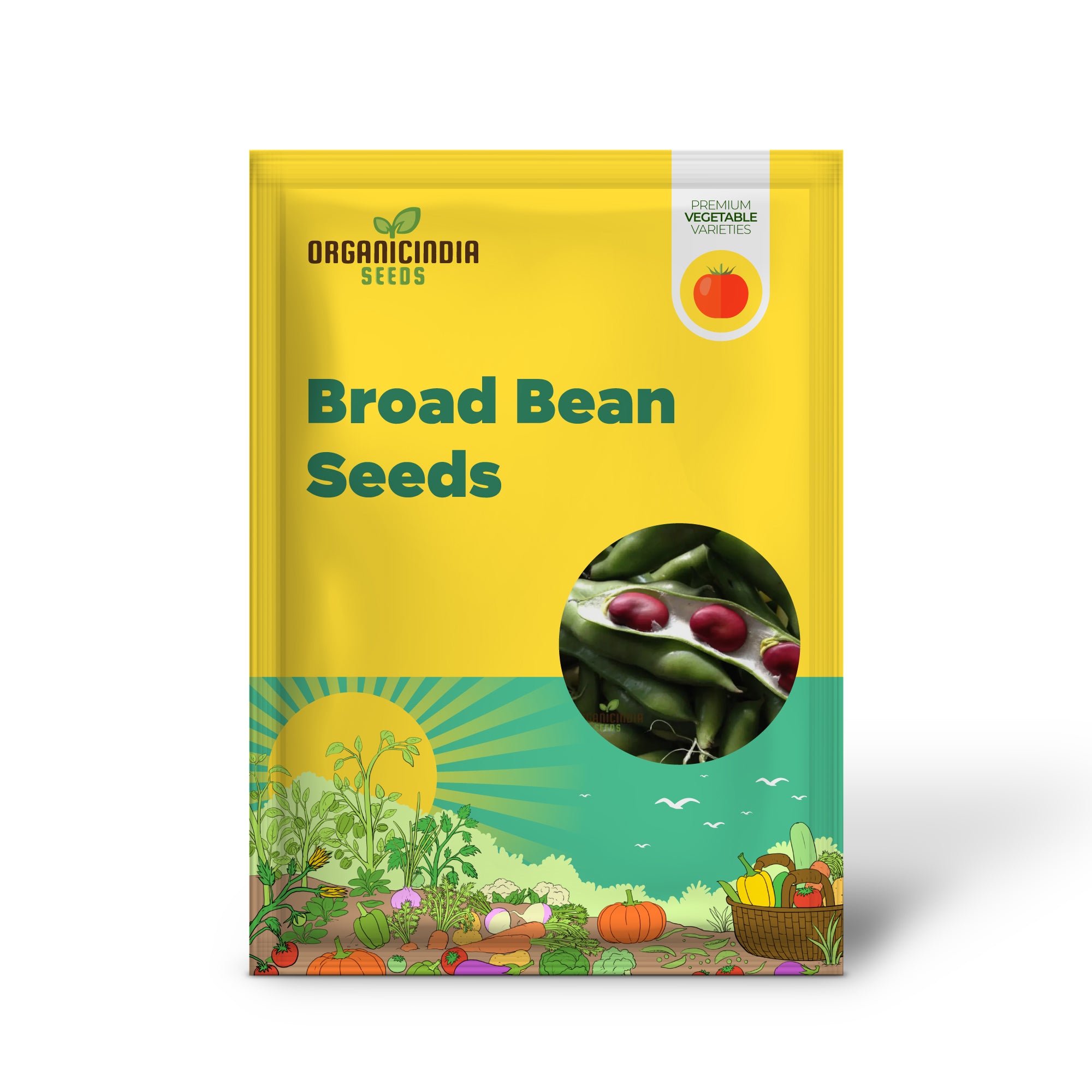 Broad Bean Seedling Growing from Red Epicure Seeds, Easy-to-Grow Vegetable Seeds