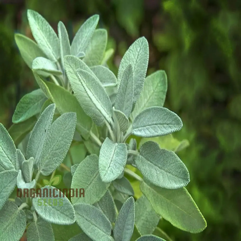 Broad Leaved Sage Seeds for Herb Garden and Outdoor Planting