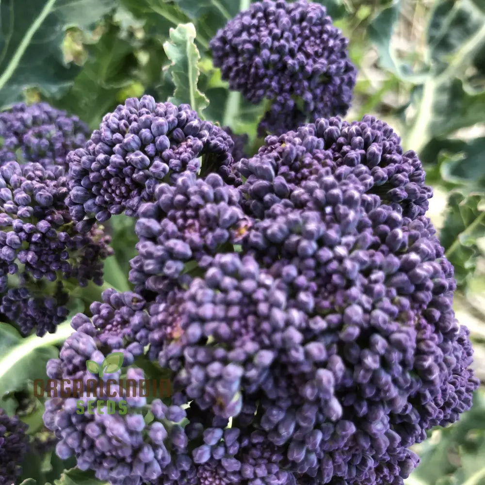 Broccoli Mendocino Plant Growing in Container, Home Garden Vegetable Seeds