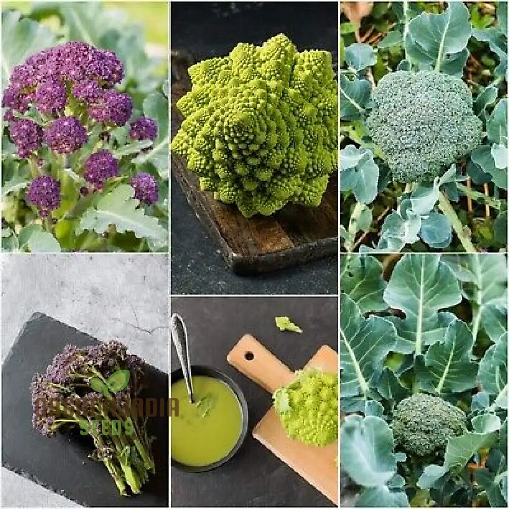 Mature Broccoli Heirloom Mix Plant in Home Garden