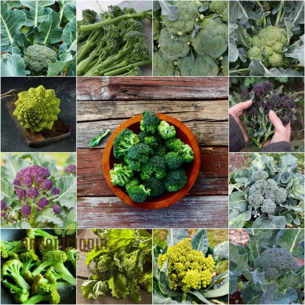 Broccoli Heirloom Mix Seeds for Planting, Premium Non-GMO Broccoli Seeds