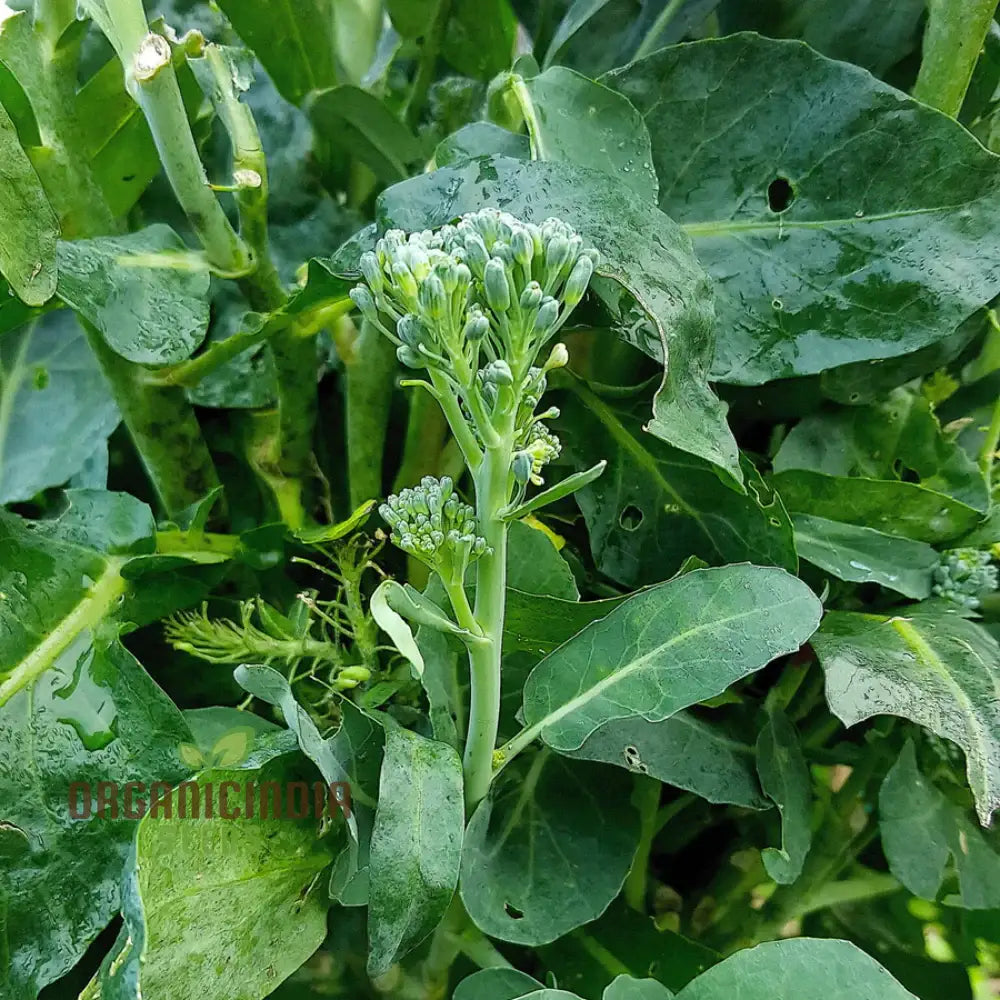 Mature Broccoli Raab Plant from Seeds, Spring Rapini