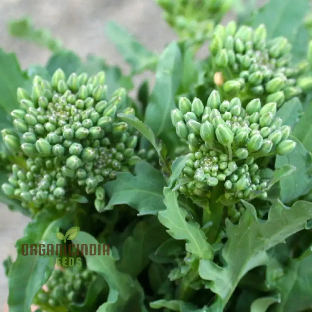 Broccoli Raab Seeds for Spring Rapini, Easy-to-Grow Vegetable Seeds