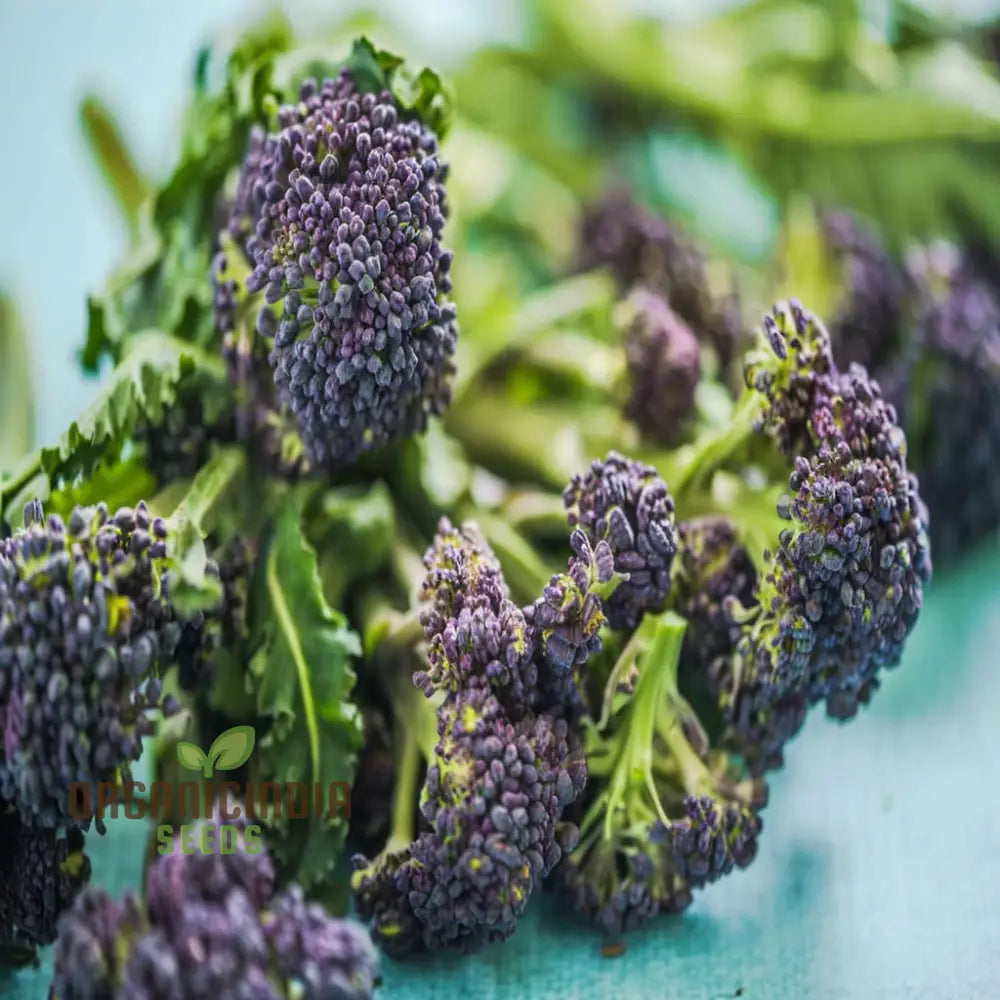 Broccoli Rudolph Plant Growing in Garden Bed