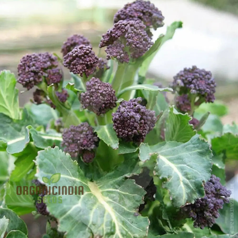 Broccoli Rudolph Seeds for Planting, High-Yield Vegetable Seeds