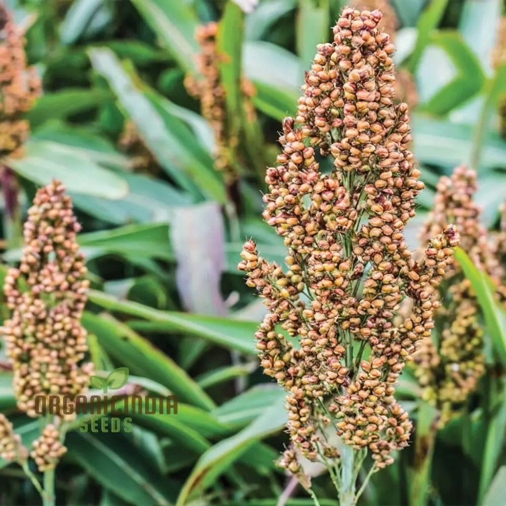 Closeup of Broom Corn Stalks from Seeds, Strong and Flexible for Crafting