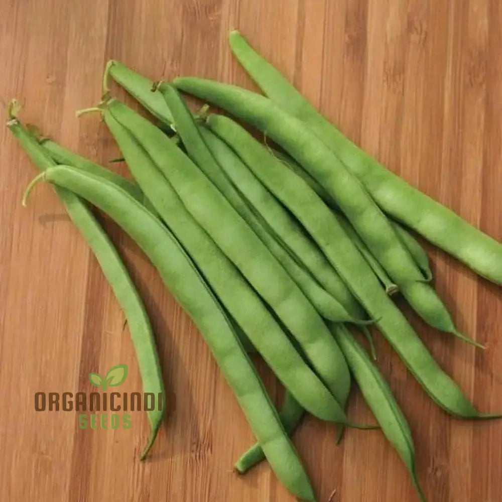 Brown Beauty Plant Growing in Container from Seeds, Home Garden Plants