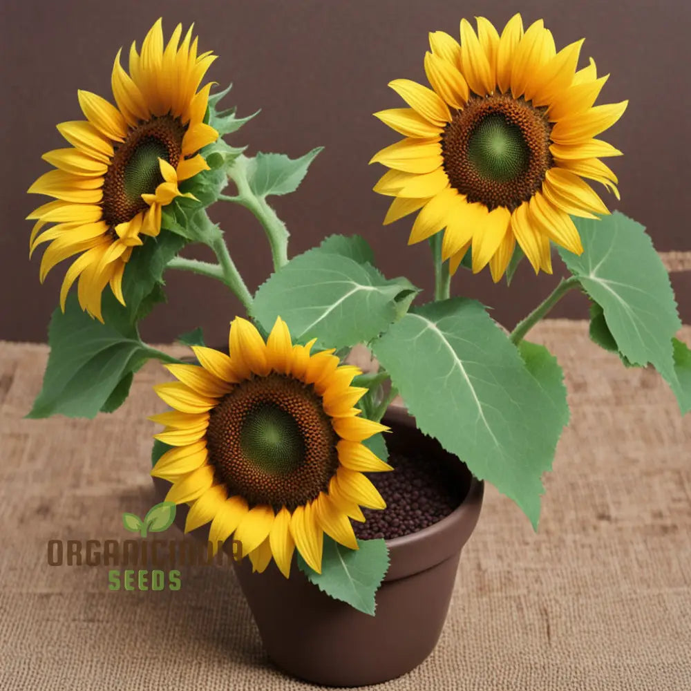 Brown Sunflower Seeds – Elevate Your Gardening Experience With Distinctive Annuals