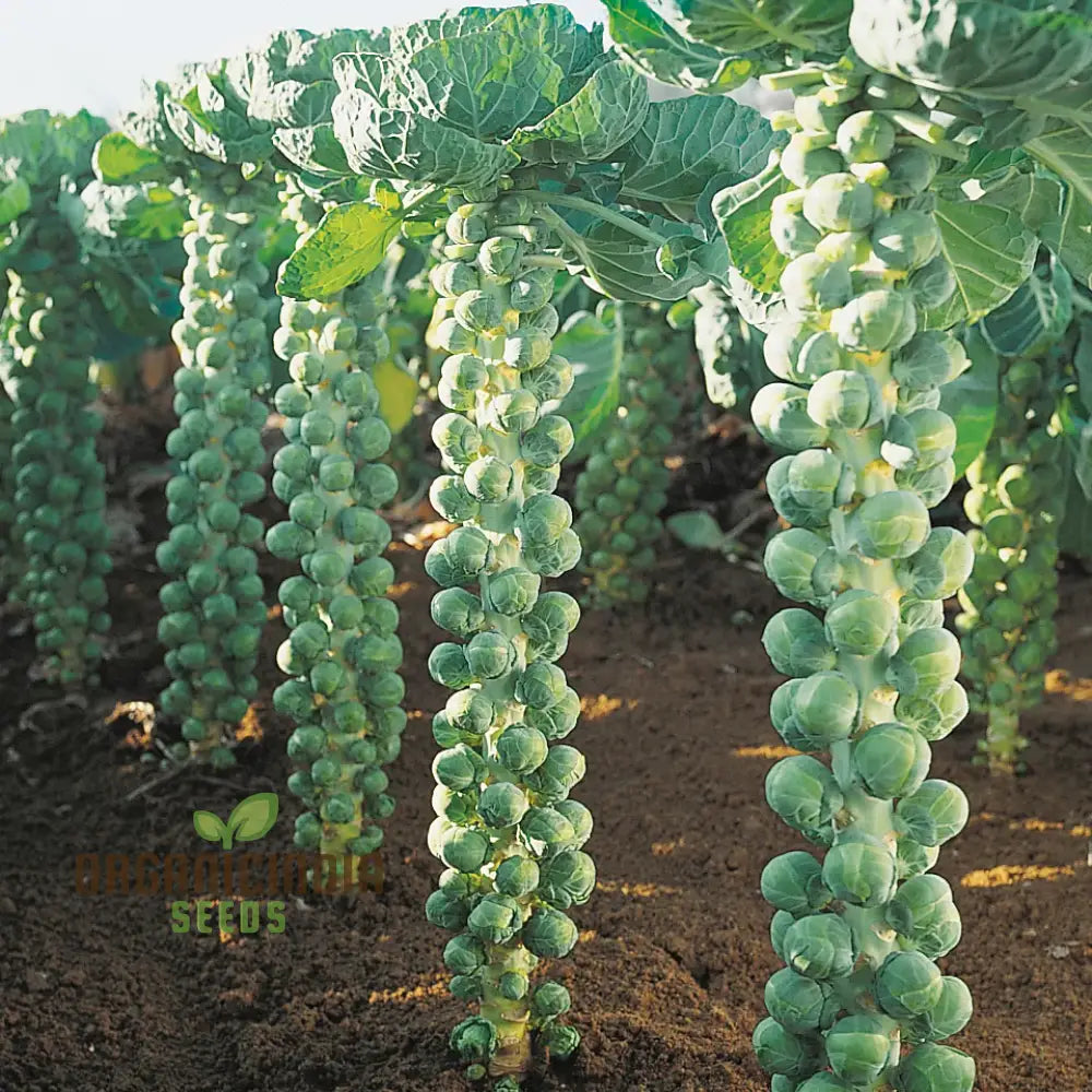 Harvested Brest F1 Brussels Sprouts from Seeds