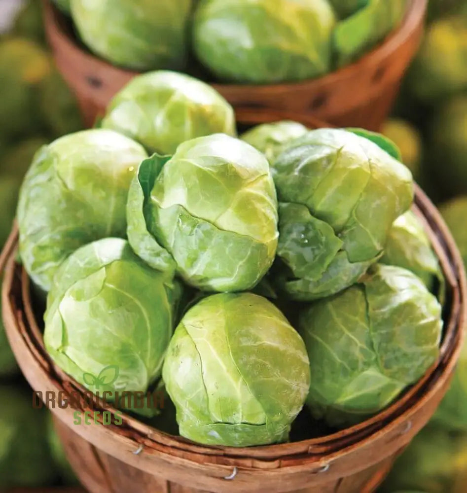 Mature Brest F1 Brussels Sprout Plant with Firm Sprouts