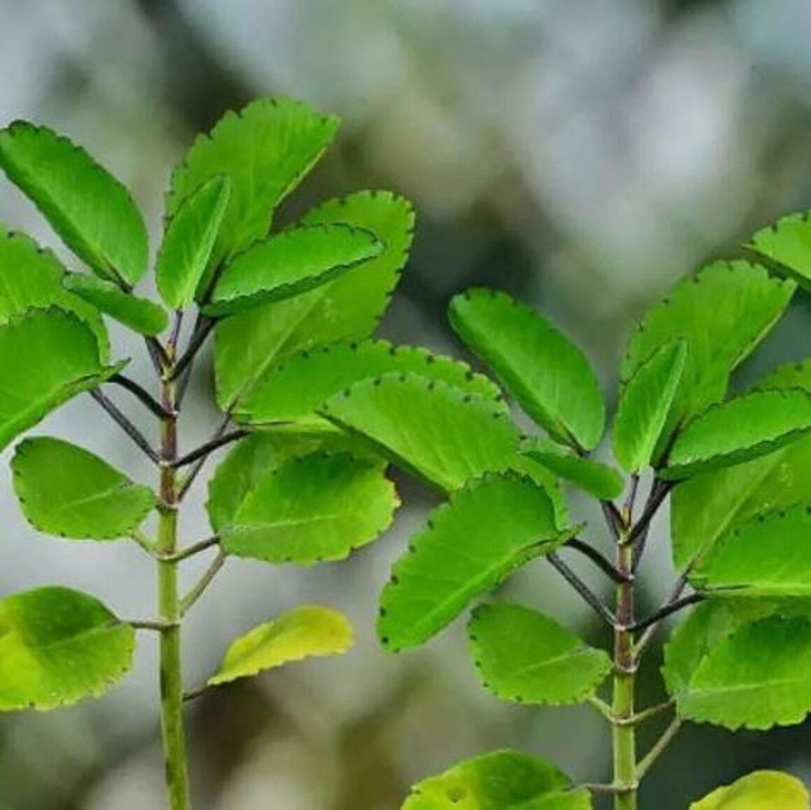 Bryophyllum Pinnatum Seeds Kalanchoe Pinnata Air Plant Seeds