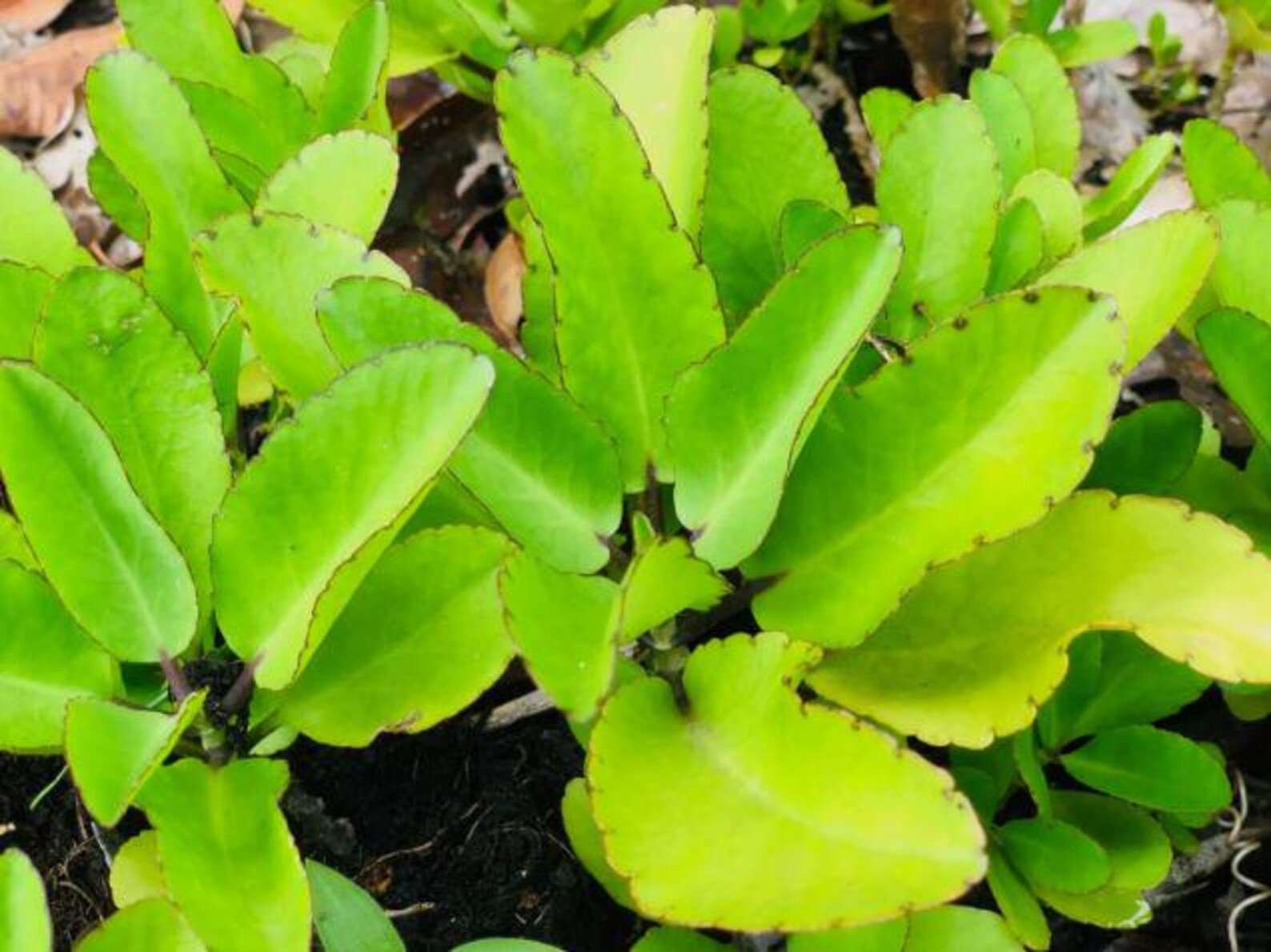 Bryophyllum Pinnatum Succulent Seeds for Garden and Pots