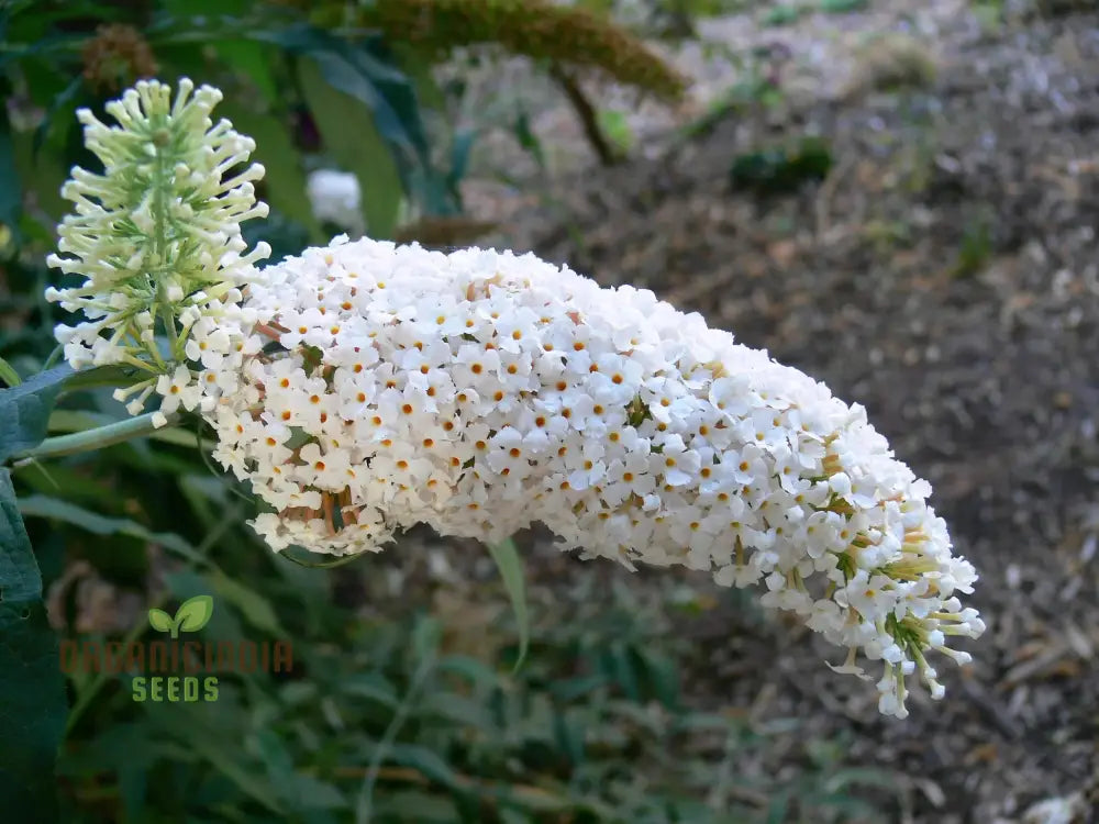 White Butterfly Bush seeds grown in pot for garden decoration