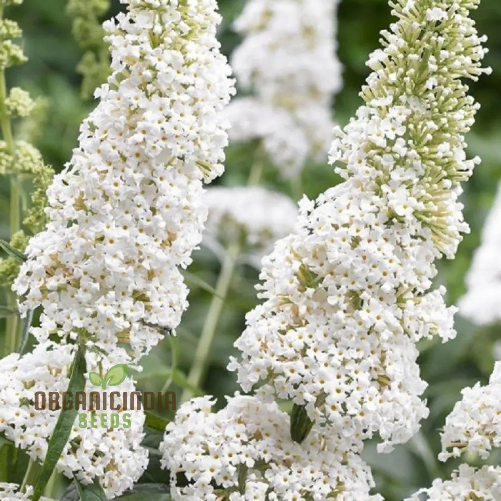 White Butterfly Bush seeds for planting, ornamental garden shrub