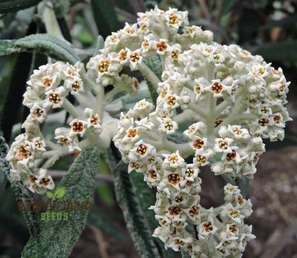 Buddleja Loricata Flower Seeds for Garden Butterfly Bush Planting