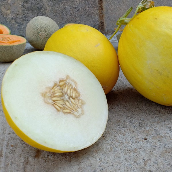Budgie Melon Fruit Growing on Vine, Sweet Homegrown Melons