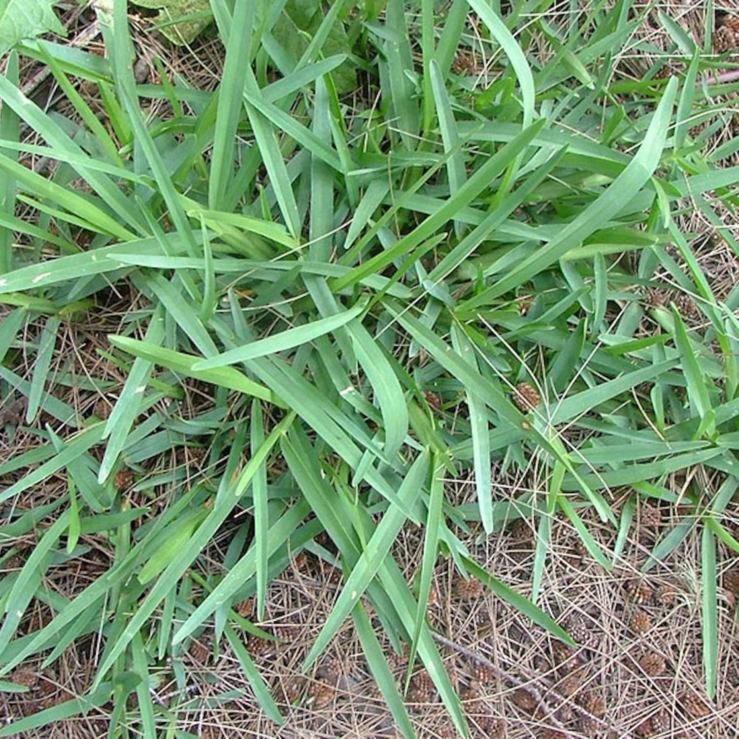 Buffalo Grass planting and growing guide for sustainable lawns